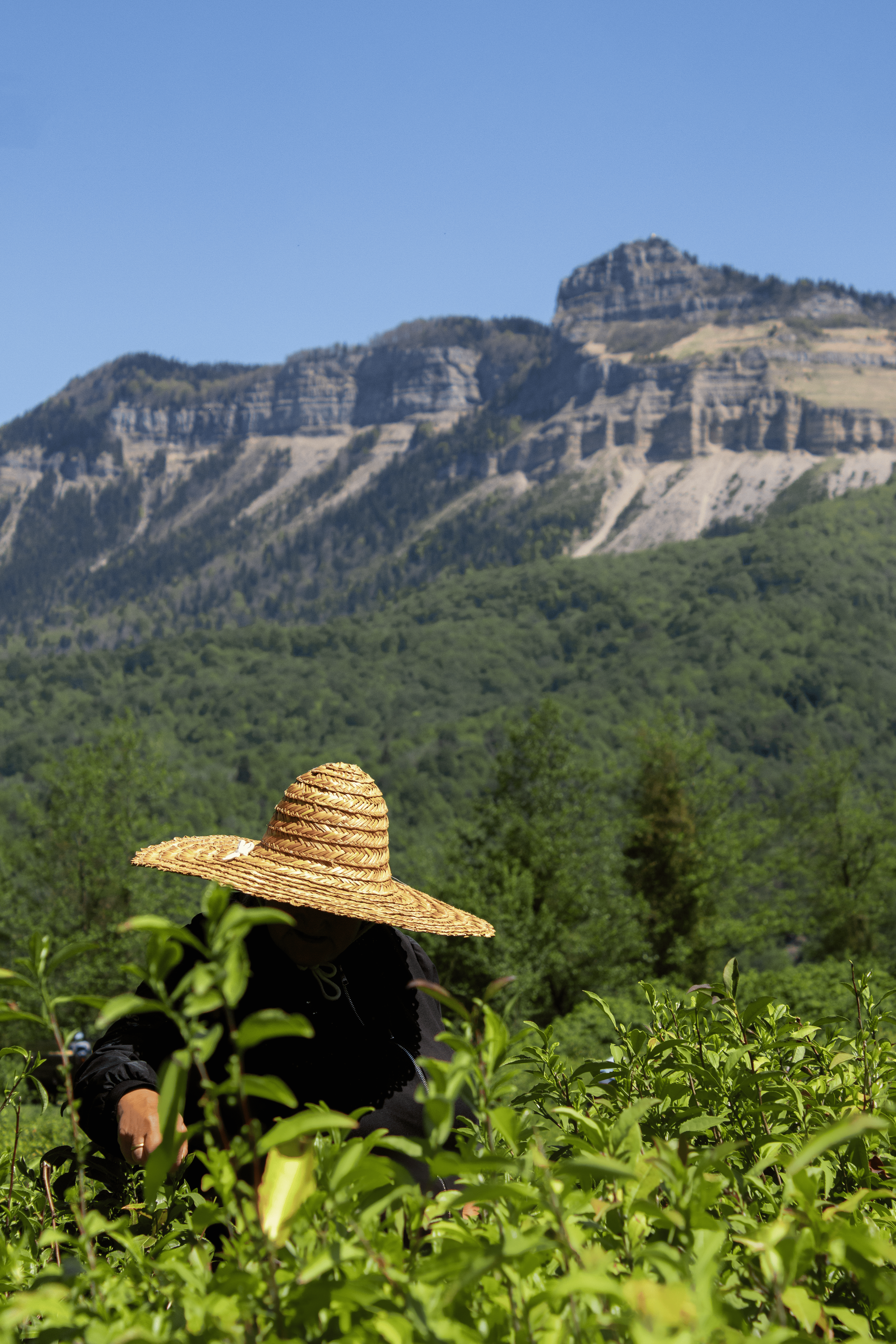 Tea picking