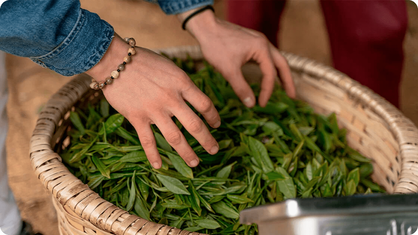 Harvesting fresh tea leaves for subsequent withering