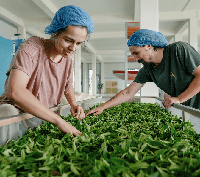 Tea processing