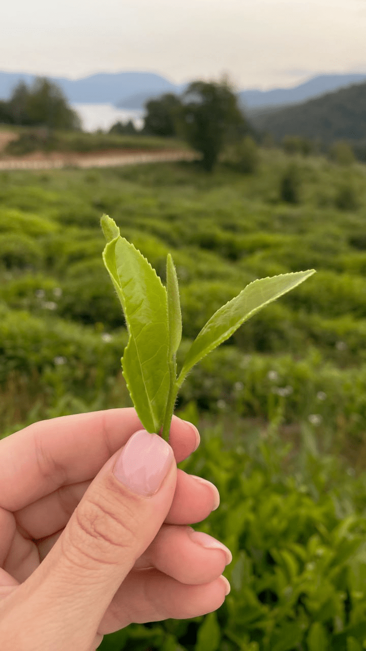 Tea leaf