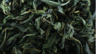 White Tea
