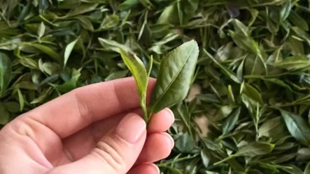 EU Organic eco-certificate: what it means for you and our products