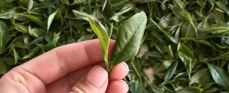 EU Organic eco-certificate: what it means for you and our products