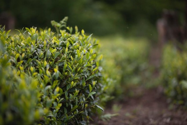Adopting a tea bush