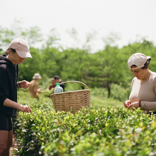 Tea Tour